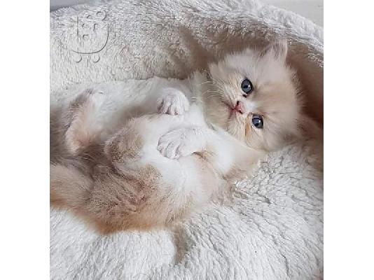 PERSIAN KITTEN